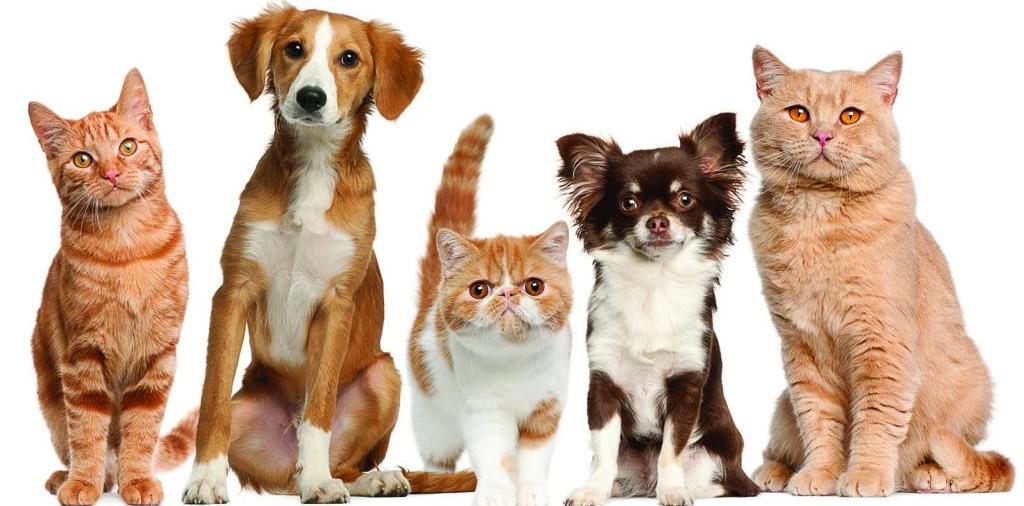 Доска объявлений о животных | ЗооТом - продажа, вязка и услуги для животных в Волжске