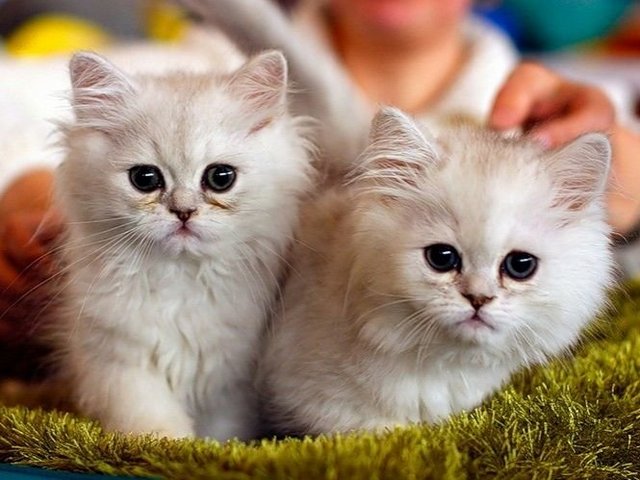 Породы кошек в Волжске | ЗооТом портал о животных