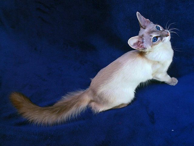 Выведенные породы кошек в Волжске | ЗооТом портал о животных