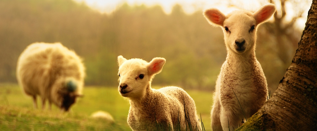 Объявления о сельскохозяйственных животных | ЗооТом - продажа, вязка и услуги для животных в Волжске