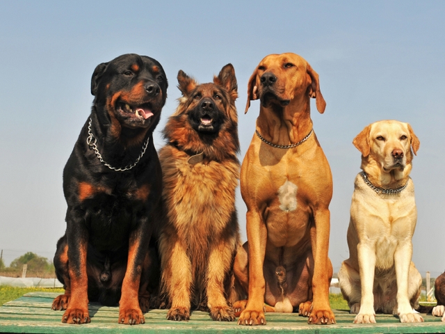 Крупные породы собак в Волжске | ЗооТом портал о животных