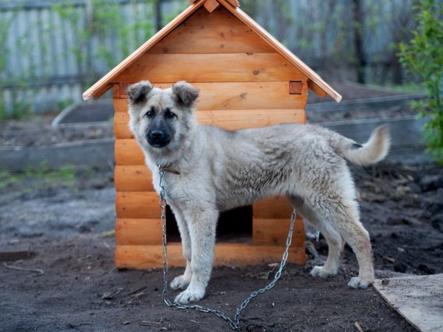 Все о собаках в Волжске Все о собаках в Волжске